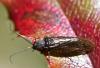 Sialis sp.